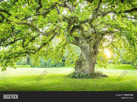 Lonely Big Green Tree Image And Photo Free Trial Bigstock