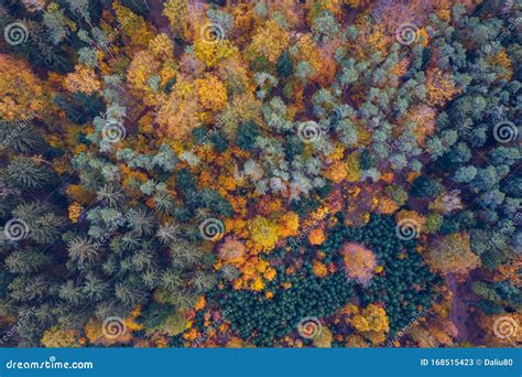 Aerial Top Down View Of Autumn Forest With Green And Yellow Trees