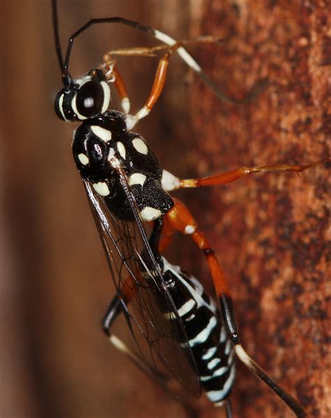 Ichneumon Wasp Gotra Sp Ichneumonidae 16mm A Parasitic Flickr