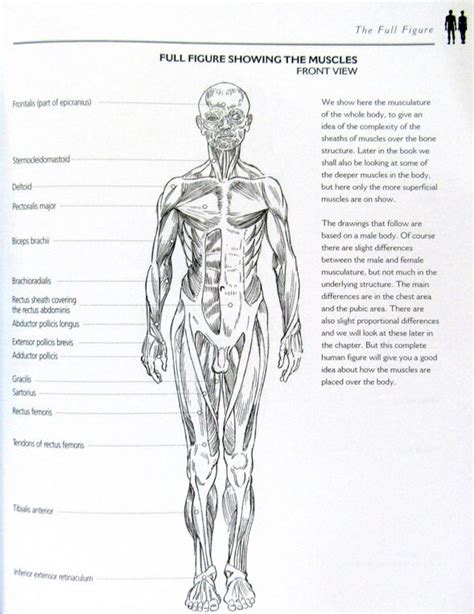 Anatomy For Artists A Complete Guide To Drawing The Human Body By