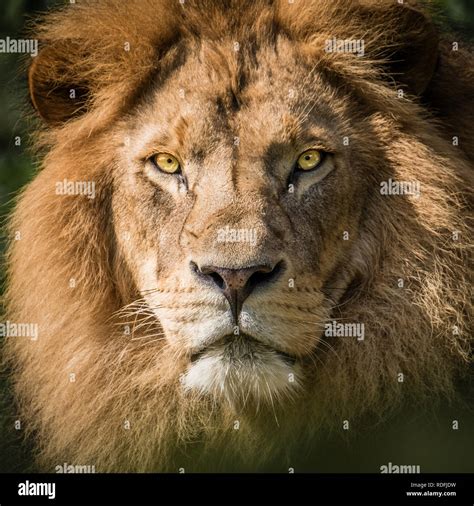 Fierce Lion Hi Res Stock Photography And Images Alamy