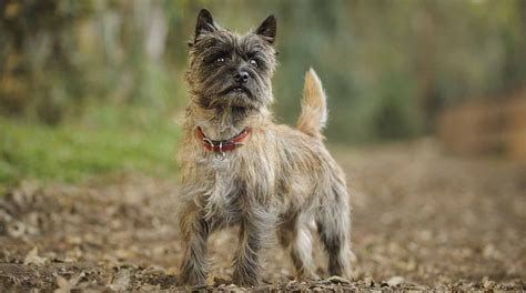 Cairn Terrier Puppies For Sale Greenfield Puppies