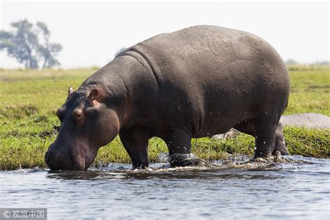 World Hippo Day Learn About The Worlds 3rd Largest Mammal Cgtn