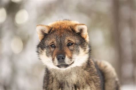 Close Up Portrait Of An Shikoku Puppy In Winter Shikoku Ken Puppy