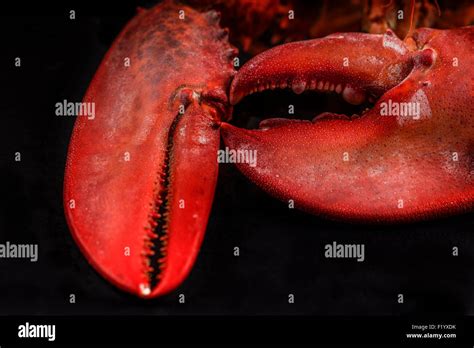 Claws Of Lobster Stock Photo Alamy