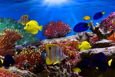 Soft Corals And Tropical Fish Share Paradise