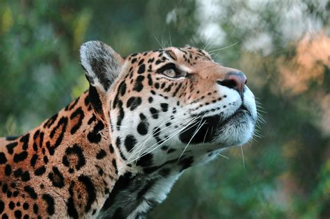 🐆 Jaguar Características Y Curiosidades Animales Salvajes
