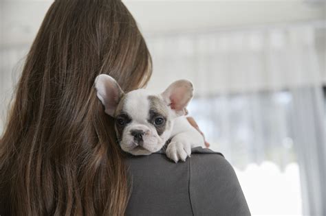 New Year, New Pet: Petco Offers Tips for Prioritizing Pet ...