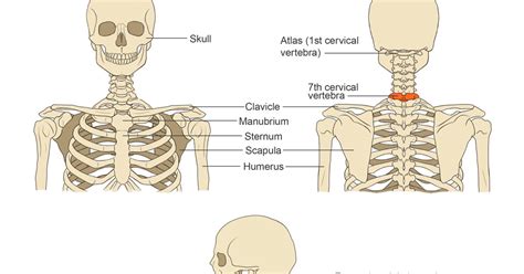 Bone Between Shoulder And Neck