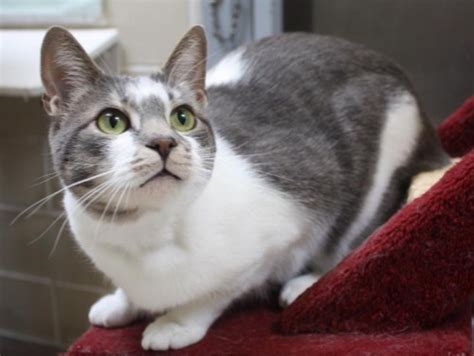OVC Bulletin, Blood donor cats for adoption | Ontario ...