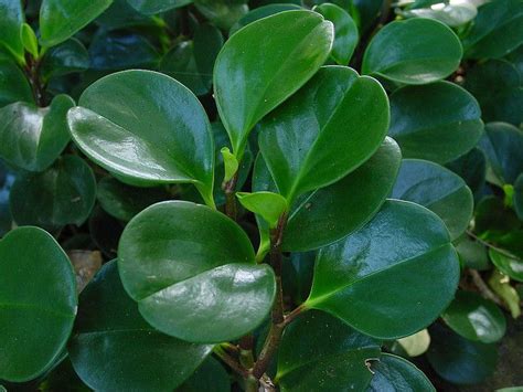 Rubber plants are toxic to pets (specifically dogs and cats), but how much so. 26 best images about Don't kill the cats on Pinterest ...