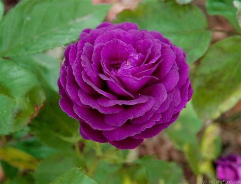 Purple Eden Rose