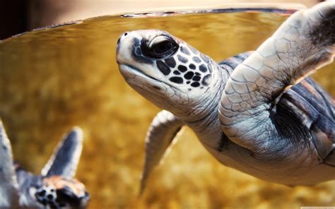 Baby Sea Turtle Wallpapers Top Free Baby Sea Turtle Backgrounds