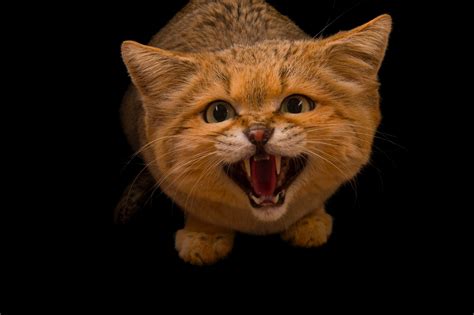 Sand Cat Image National Geographic Photo Of The Day