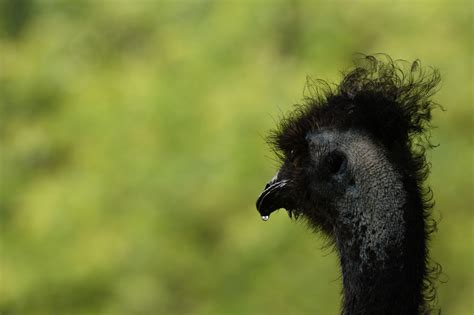 Emu Bird Zoo Free Photo On Pixabay Pixabay