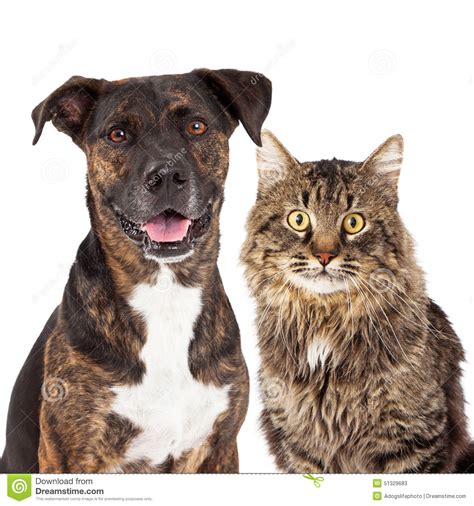 Cat And Dog Closeup Stock Photo Image 51329683