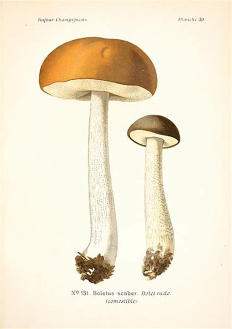 Atlas Of Edible And Poisonous Mushrooms Mushrooms Etsy