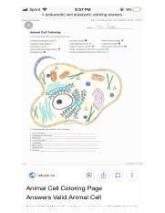 Protein synthesis and amino acid worksheet answer key is really a sheet of report comprising projects or questions which can be intended to be done by. Animal Cell Coloring - Animal Cell Coloring Name I ...