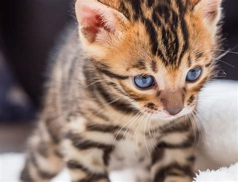 How To Look After A Bengal Cat Catsinfo