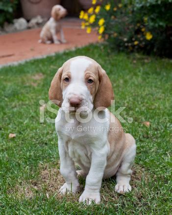A bracco can be companionable with other animals, if raised with them. Cucciolo Di Bracco Italiano Fotografie stock - FreeImages.com