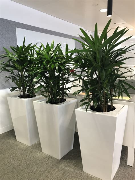 Large Indoor Plant Pots Melbourne Indoor Planters Melbourne
