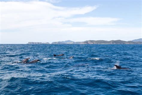 Bay Of Islands Dolphins Stock Photo Image Of Grey Mammal 77933158