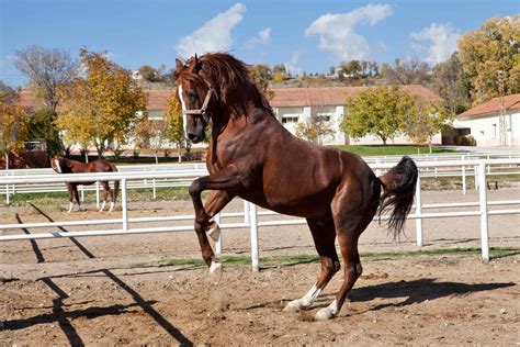 Why Your Horse Is Rearing And What To Do About It