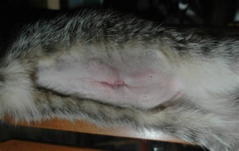 The edges of the incision are typically sealed together; What should a healing cat spay incision look like ...