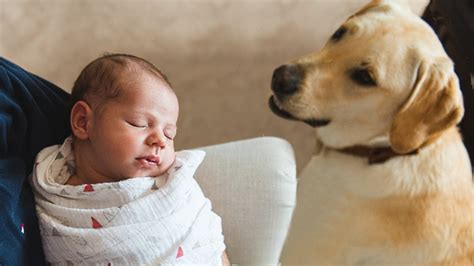 Newborn Babies And Pets Newborn Baby