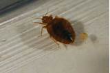 Kill Bed Bugs In Your Car