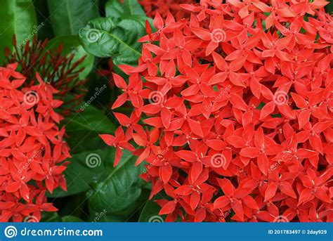 Red Ixora Chinensis Flower Blooming Jungle Geranium Top View