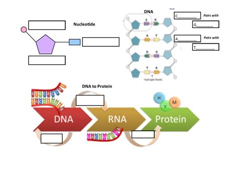 In the rna and protein synthesis gizmo™, you will use both dna and rna to construct a protein out of experiment to find which rna nucleotide on the right side of the gizmo will successfully pair with the thymine use the gizmo to answer the following questions: Dna To Proteins And Inheritance Of Traits Stemscope 3D ...
