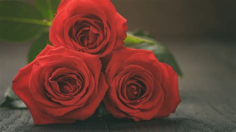 Images Red Roses Flower Three 3 Closeup 3840x2160