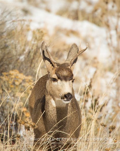Young Mule Deer Buck Show Me Nature Photography