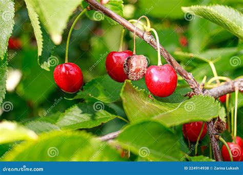 Rotten Cherries On A Fruit Tree Among Healthy Normal Ripe Berries