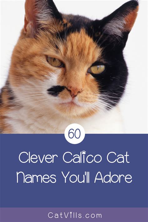 Calico Cat Japanese Name Care About Cats