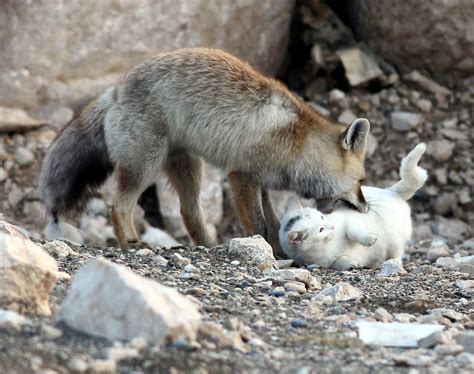 Fox Eating A Cat Petmd