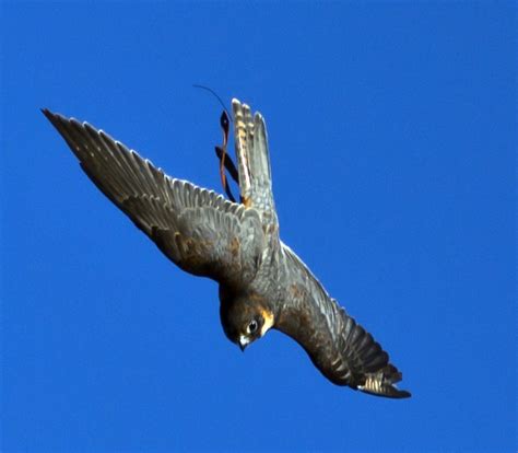 Peregrine falcons can be hard to identify because of their. Peregrine Falcon Stoop Dive | The world's fastest animal. Ca… | Flickr - Photo Sharing!