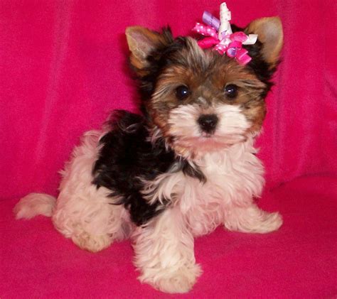 Parti Yorkie Pup I Want Pet Dogs Puppies Cute Puppies Cute Dogs