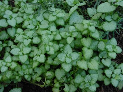 Good resistance to leaf spots. PlantFiles Pictures: Lamium, Spotted Dead Nettle 'Orchid ...