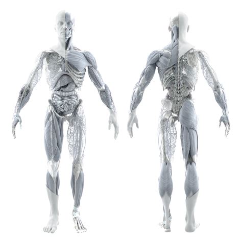 Complete Human Body Anatomy Poster In 4k Original Render Is 20k 3d