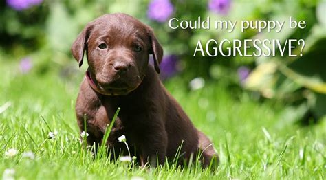 Learn what to do about resource guarding and possession aggression in your dog. Aggressive Puppy - How To Recognize And Treat Puppy ...