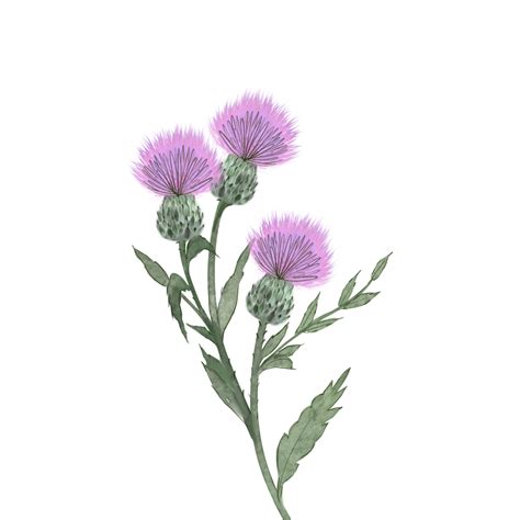 Thistles Png Picture Thistle Water Color Flower Plush Plant Thistle