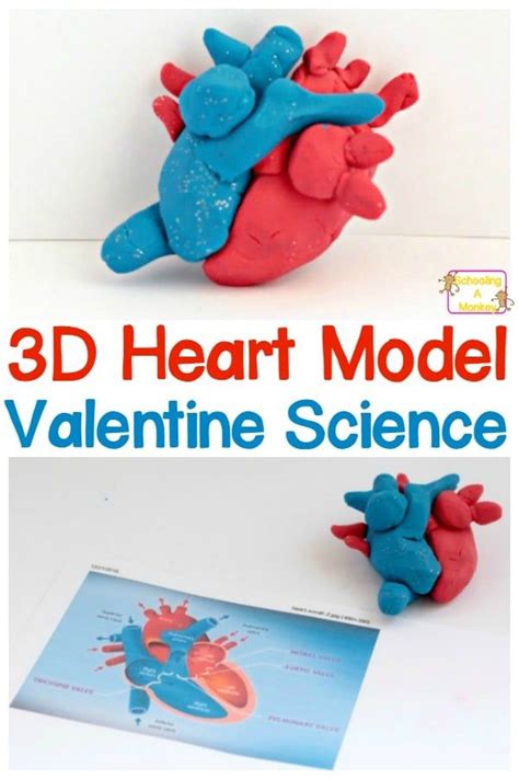 How To Make A 3d Heart Model In 2020 Science Activities For Kids