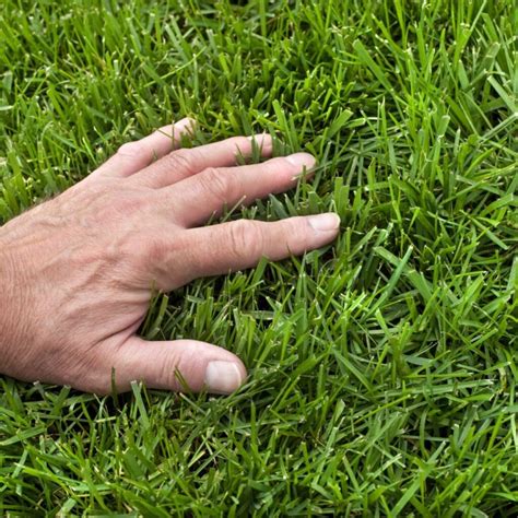 Tall Fescue Control How To Get Rid Of Tall Fescue Grass