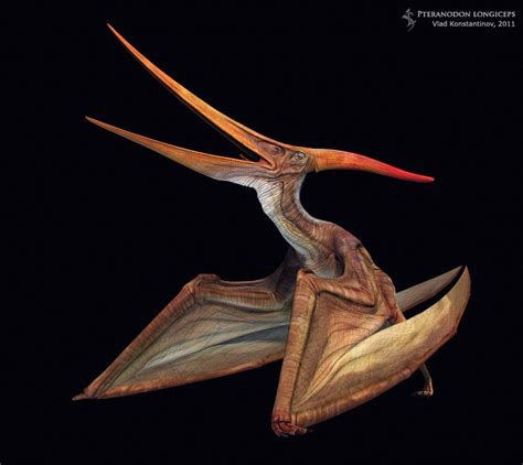 Pteranodon Longiceps By Swordlord3d On Deviantart Prehistoric