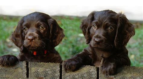 They are rather small dogs. Boykin Spaniel Info, Temperament, Puppies, Pictures