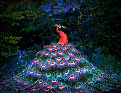 Red Peacock Red Peacock Red Peacock Bird Peacock