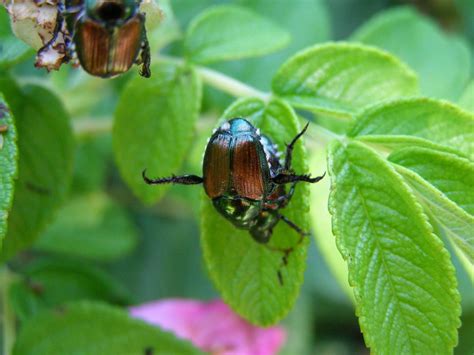 Getting Rid Of Japanese Beetles Redwood Nursery And Garden Center