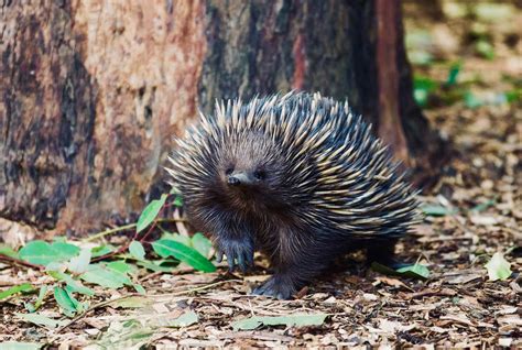 Dig this: a tiny echidna moves 8 trailer-loads of soil a year, helping ...